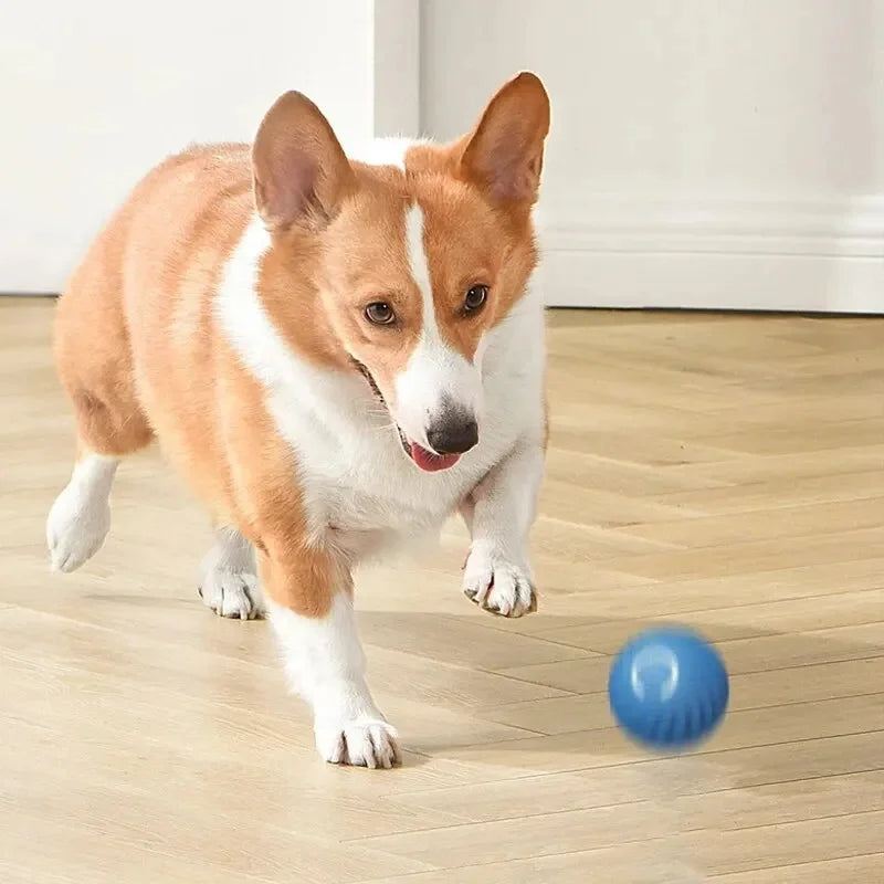 Interactive Toy