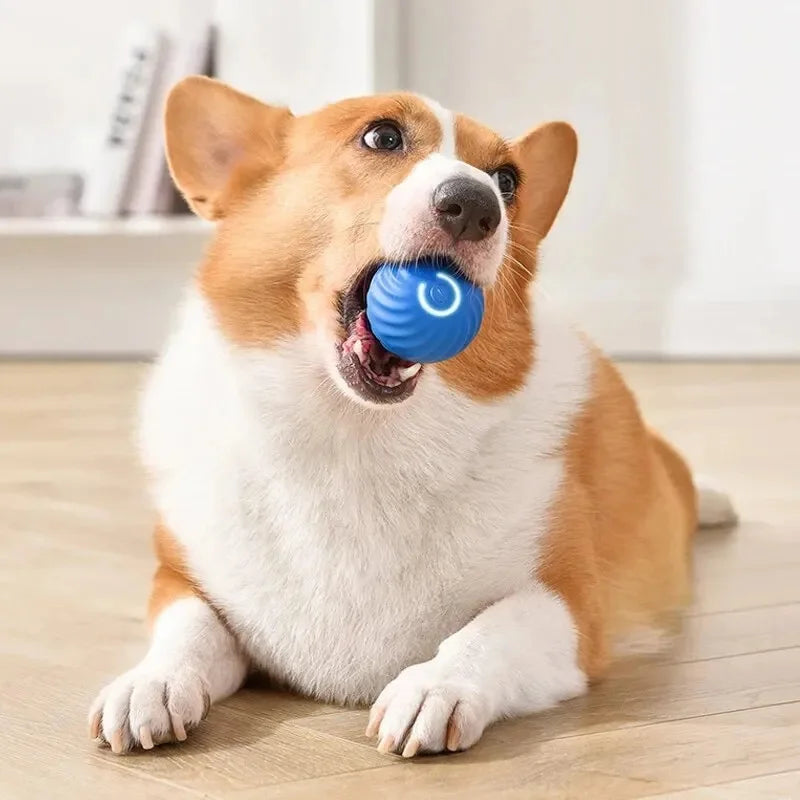 Interactive Toy