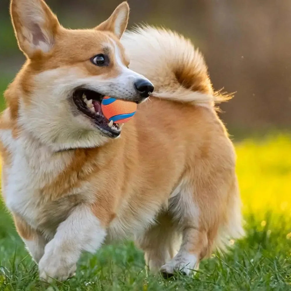 Fetch Ball